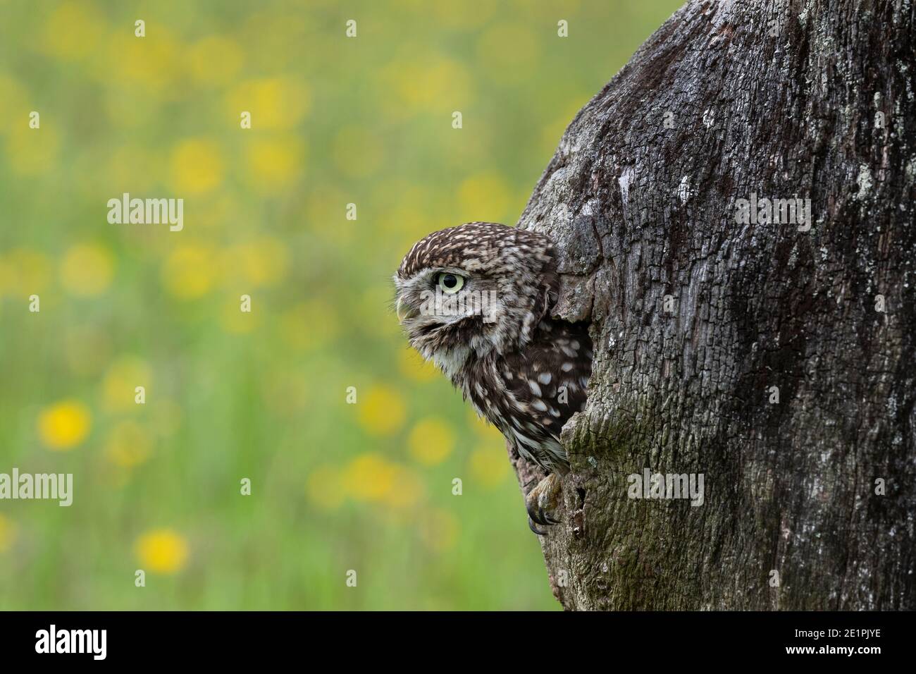 Kleine Eule (Athene noctua), kontrolliert, Cumbria, Großbritannien Stockfoto