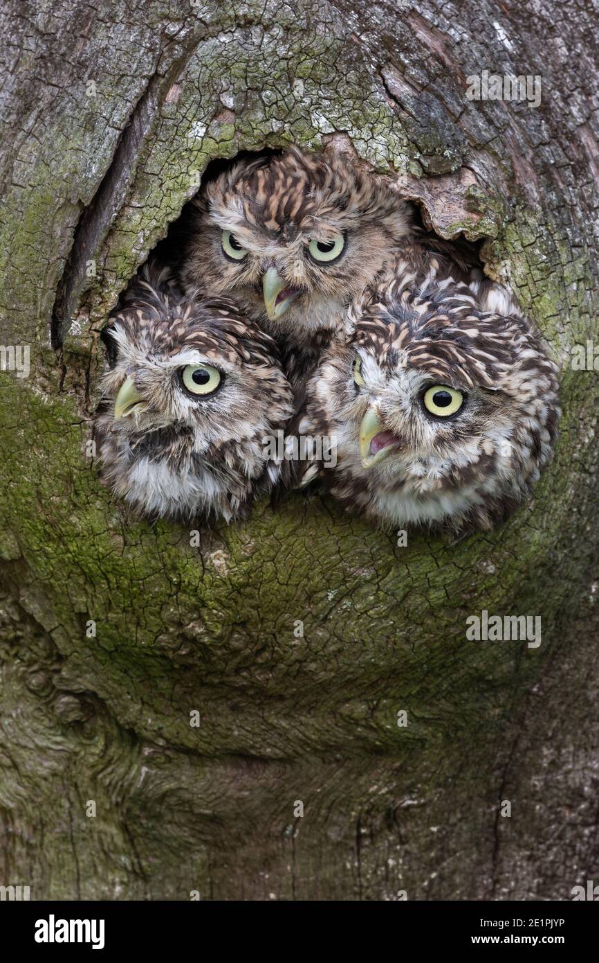Kleine Eulen (Athene noctua), kontrolliert, Cumbria, Großbritannien Stockfoto