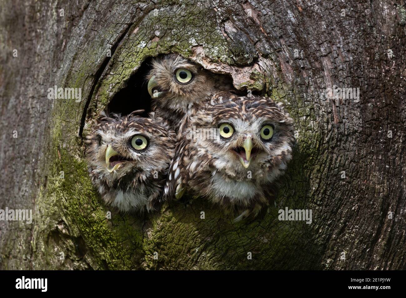 Kleine Eulen (Athene noctua), kontrolliert, Cumbria, Großbritannien Stockfoto