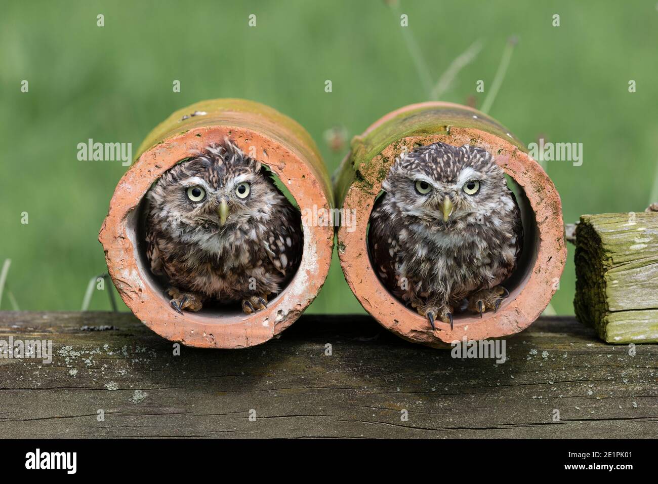 Kleine Eulen (Athene noctua), kontrolliert, Cumbria, Großbritannien Stockfoto