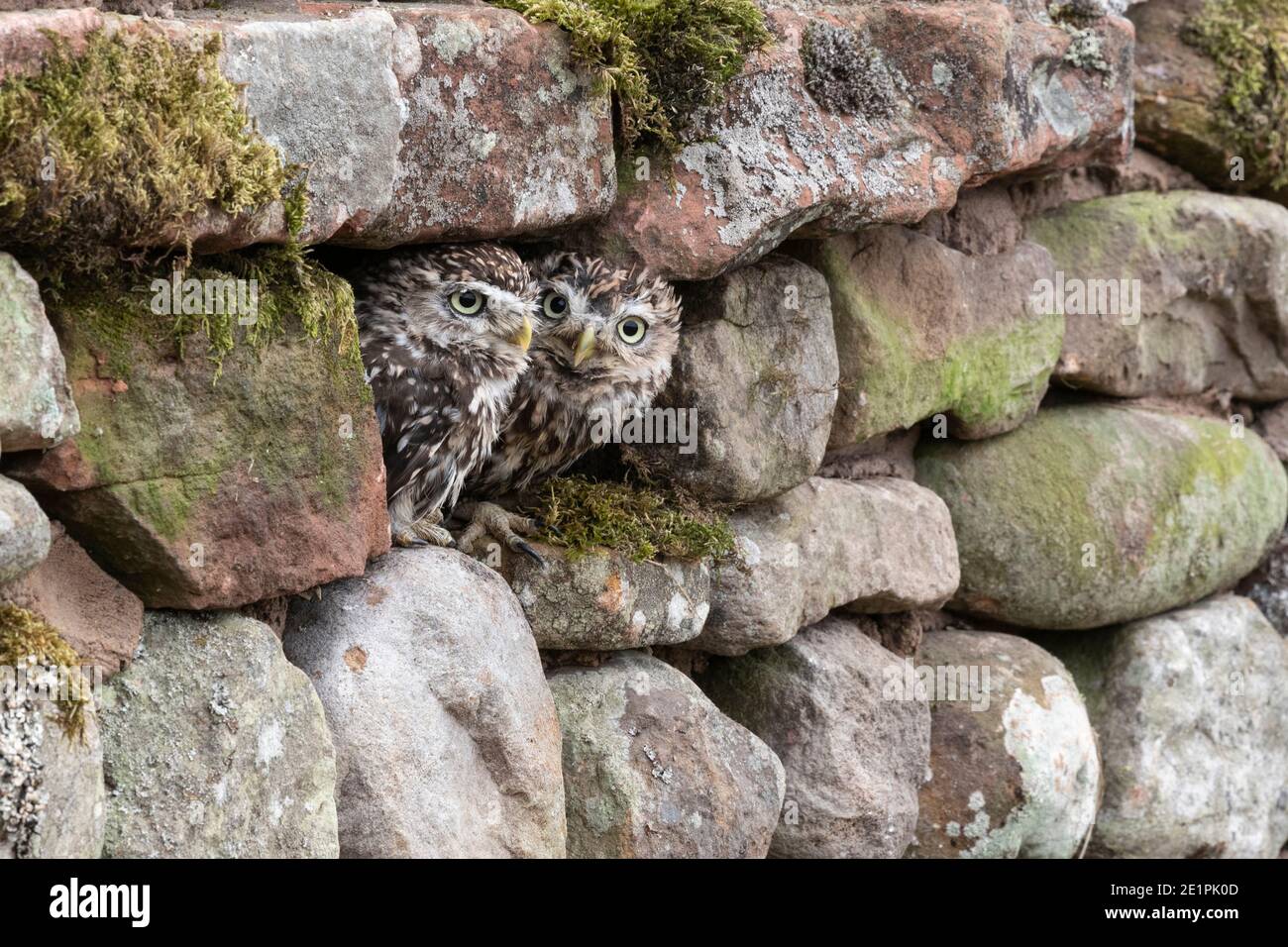 Kleine Eulen (Athene noctua), kontrolliert, Cumbria, Großbritannien Stockfoto