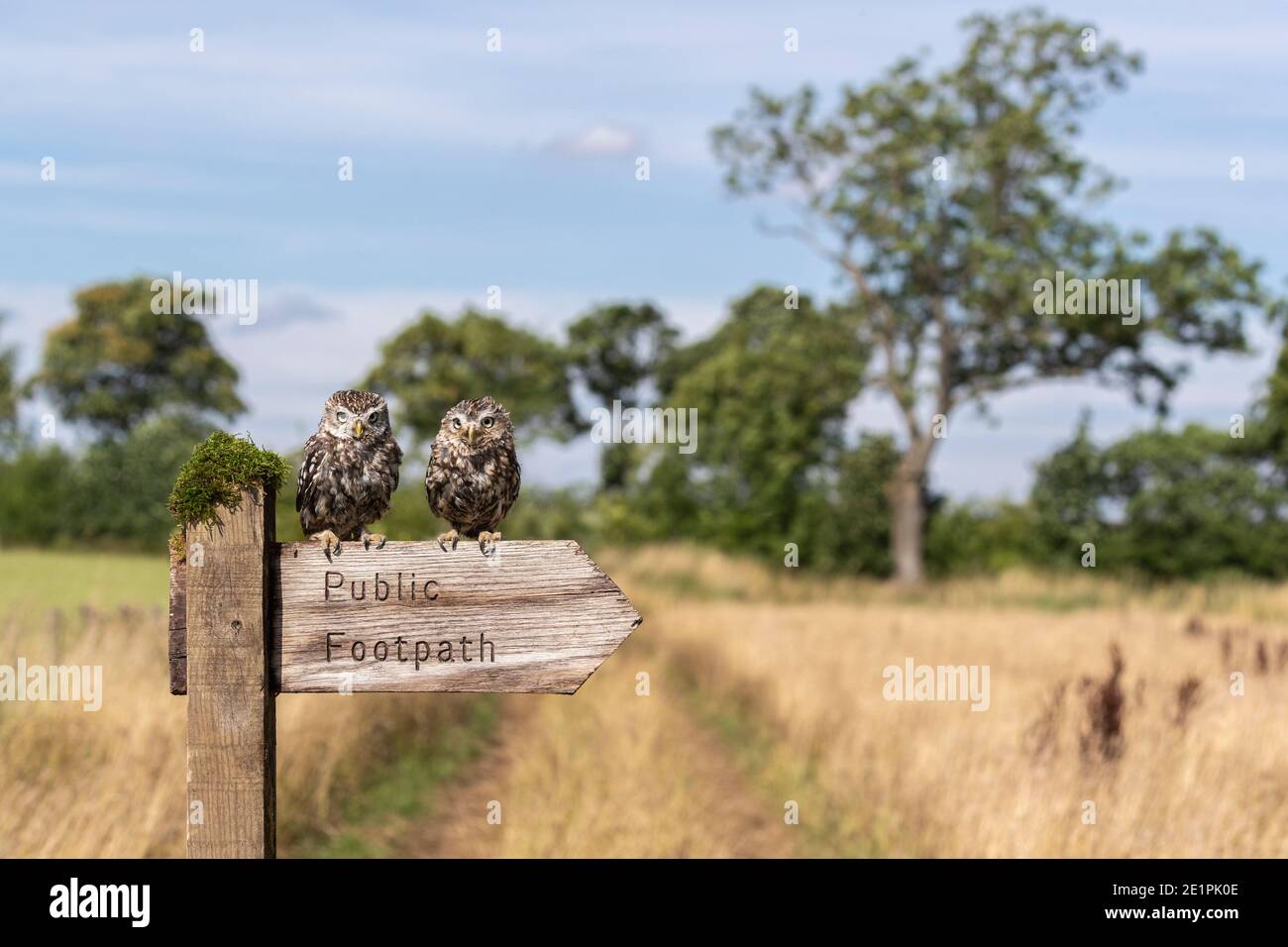 Kleine Eulen (Athene noctua), kontrolliert, Cumbria, Großbritannien Stockfoto