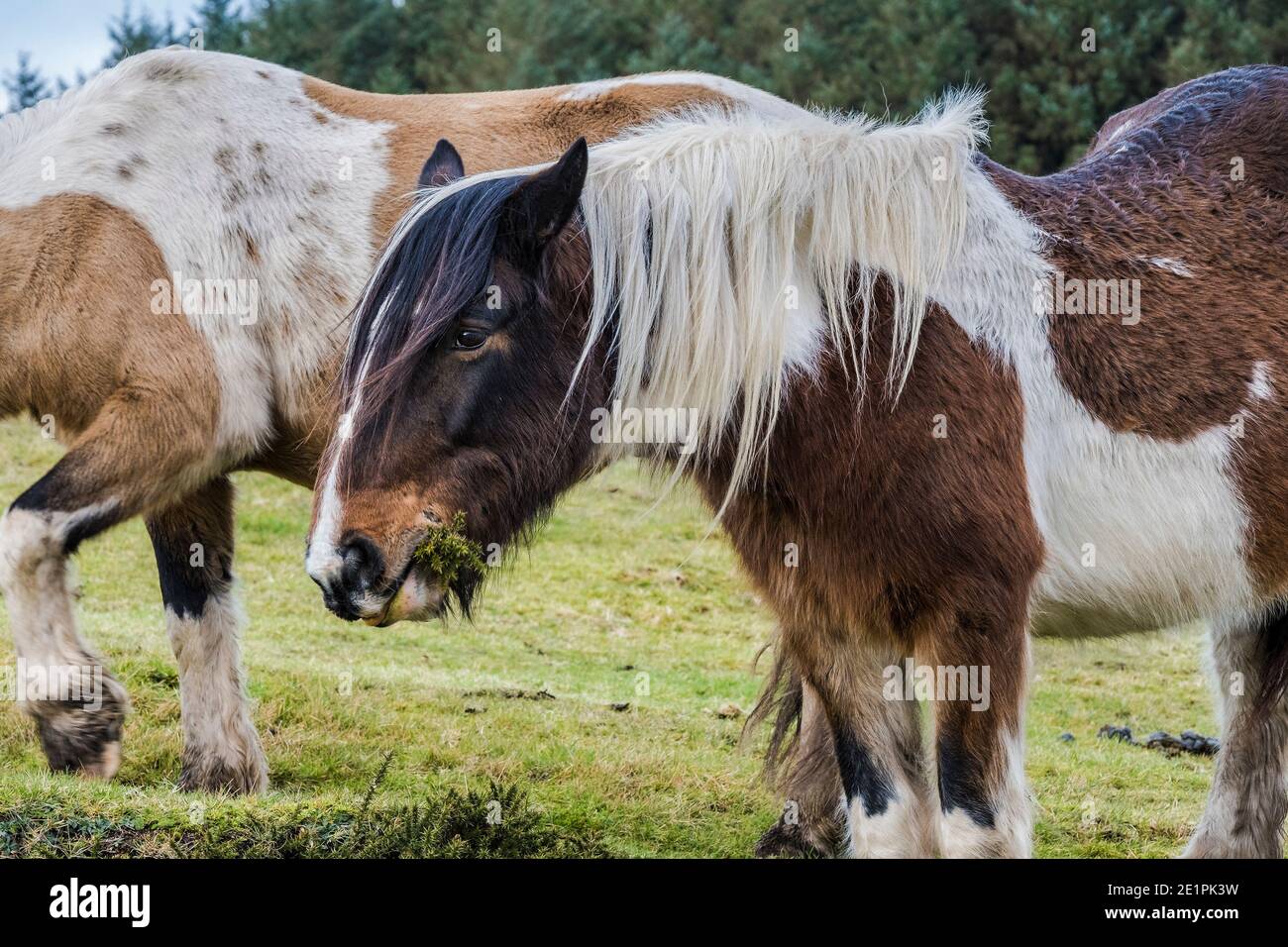 Ein legendäres wildes Bodmin Pony, das auf Bodmin Moor in Cornwall grast. Stockfoto