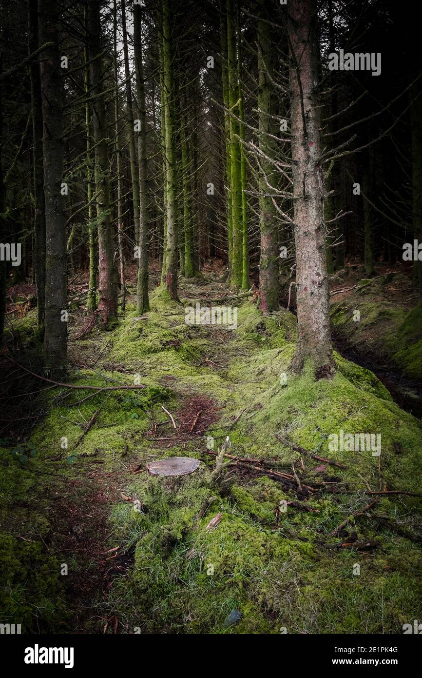 Sitka Fichte Bäume - Picea sitchensis - auf der Baumplantage Davidstow Woods auf Bodmin Moor in Cornwall. Stockfoto