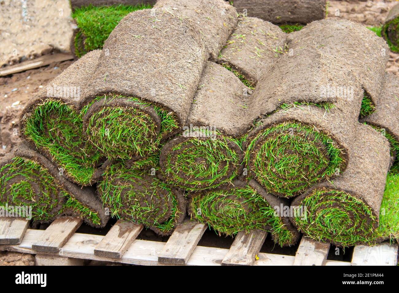 Rollrasen auf Paletten für die Verlegung eines frischen grünen Rasen Stockfoto