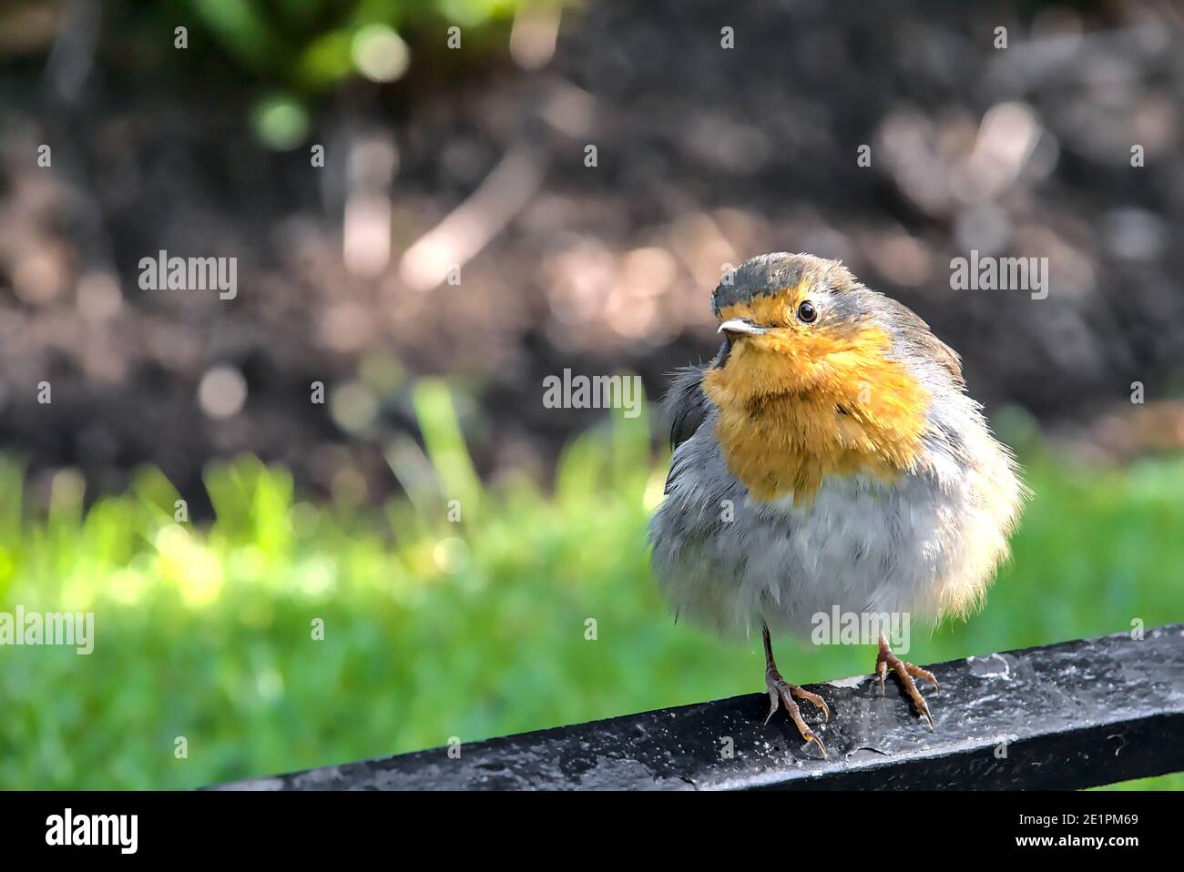 Wunderschöne Nahaufnahme des europäischen Robin Vogels auf der Metalleinfassung neben Rasen im St. Stephen's Green Park am herbstlichen Morgen in Dublin Stockfoto