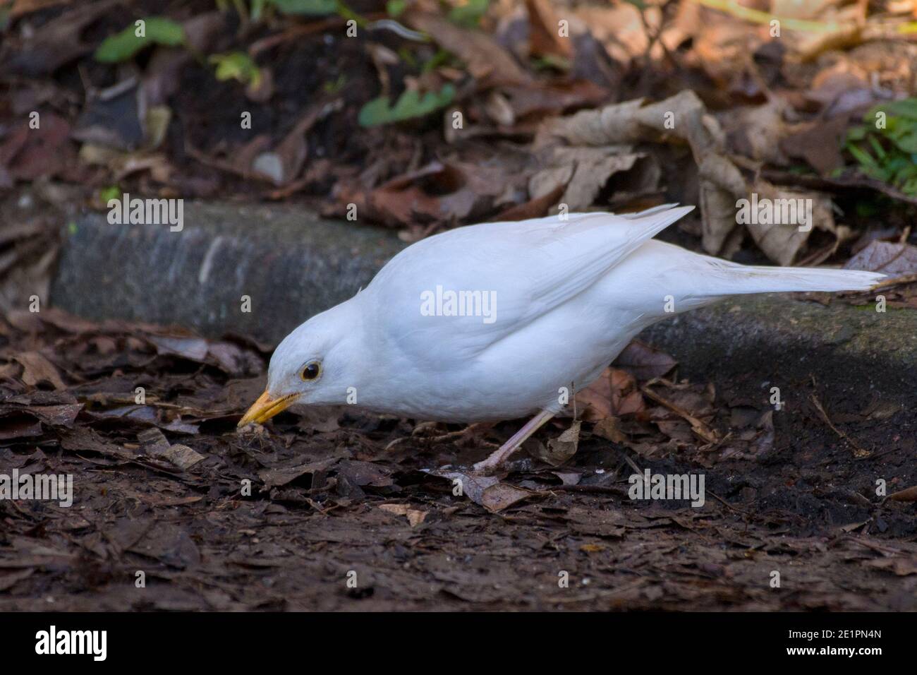 Leucistic White Blackbird Turdus merula Stockfoto