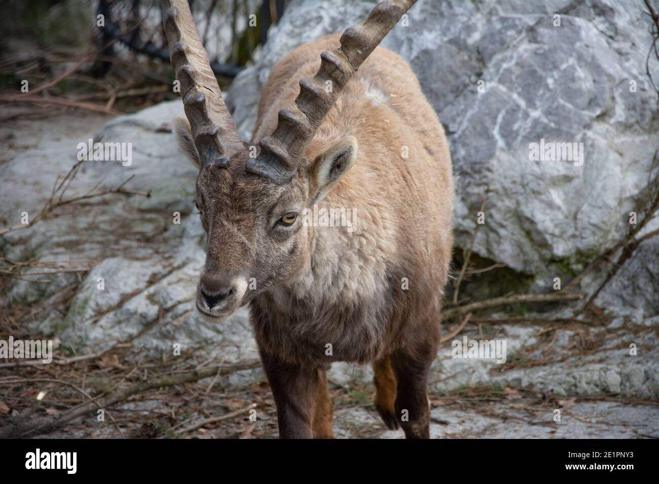 Nahaufnahme des steinbocks - Bild mit hohem Kontrast Stockfoto