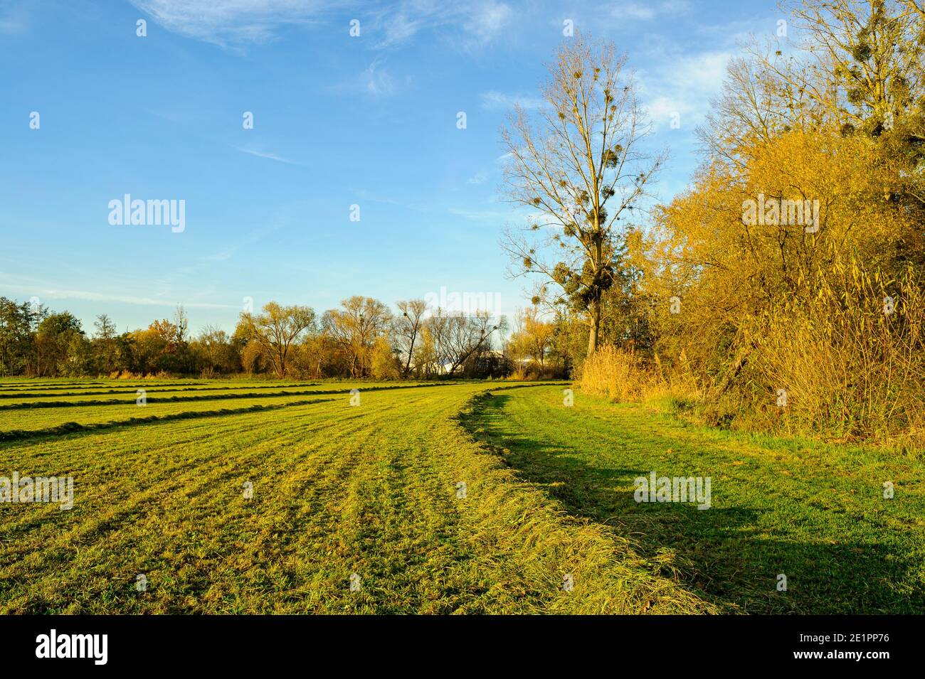Fluss Zorn in der Region der Stadt Brumath im Elsass, Frankreich. - Sie können große Mistelklumpen sehen, die wie Vogelnester aussehen. Stockfoto