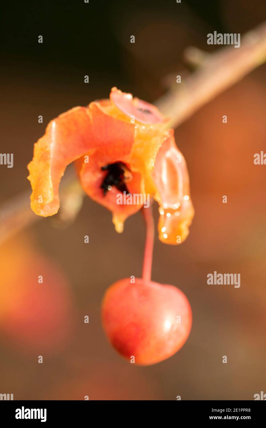 Krabbenapfel ‘Evereste’, letzte Frucht der Saison mit einem zeigt nach Wirkung der Vogelfütterung, Muster in der Natur Stockfoto
