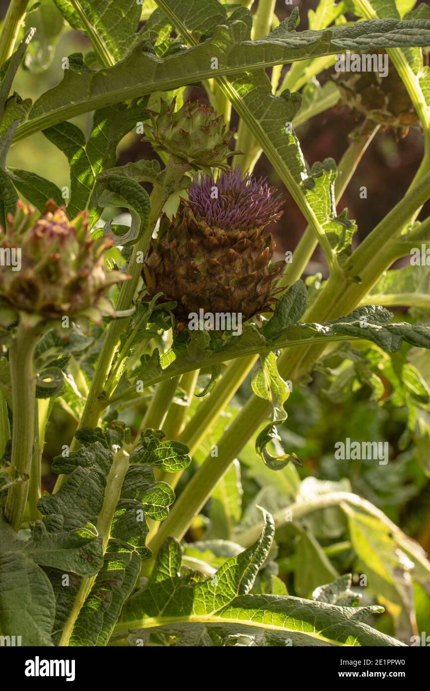 Cardoon (Cynara cardunculus) Blume und Laub in hell hinterleuchteten Sonnenschein, Nahaufnahme natürliche Pflanzenportrait Stockfoto