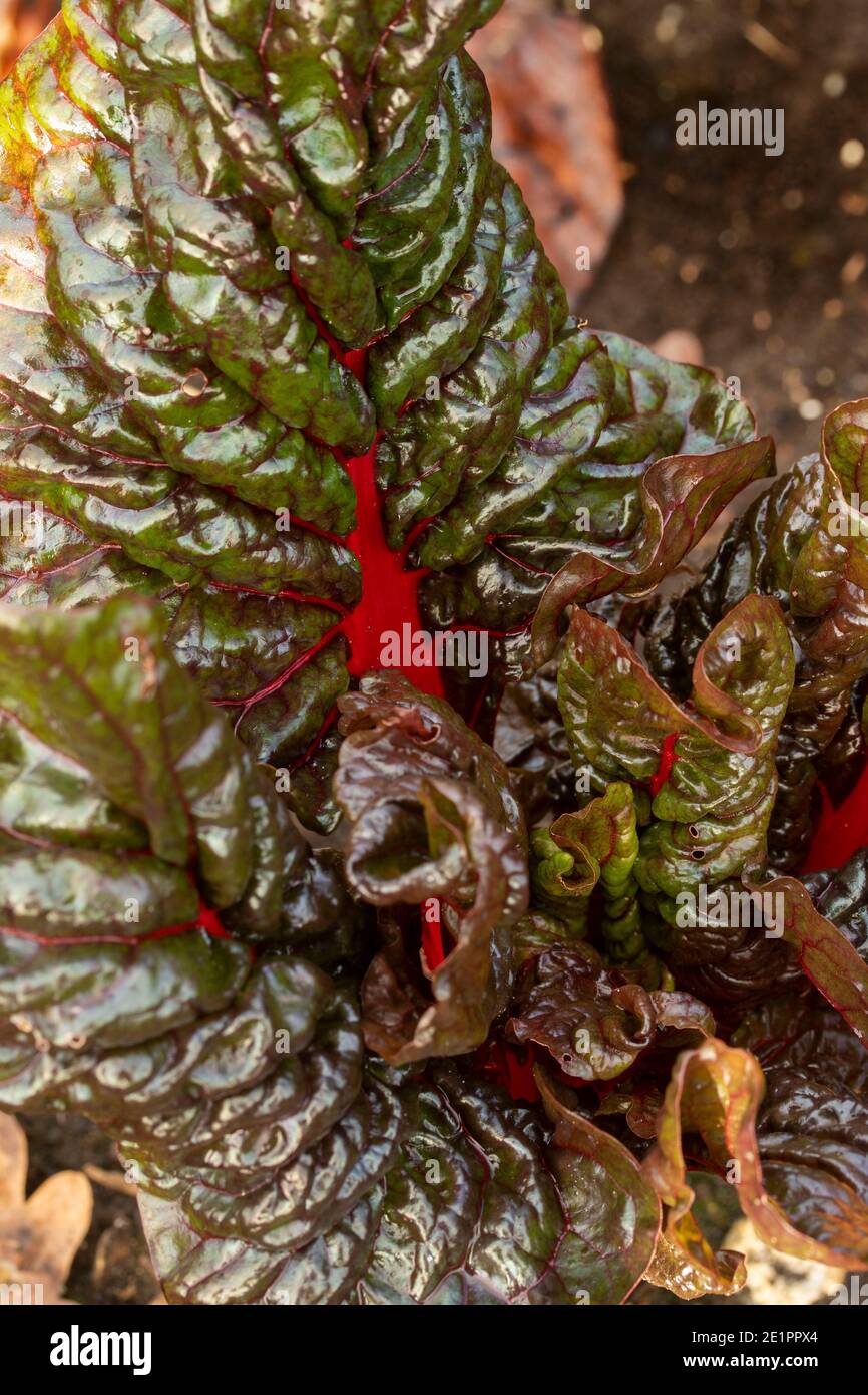 Rhabarber Chard Blätter in der Nähe (schwache Wintersonne), Salat Gemüse Zutat Stockfoto