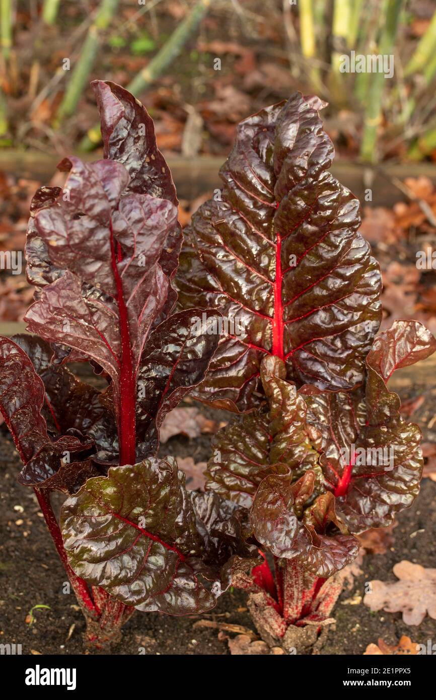 Rhabarber Chard Blätter in der Nähe (schwache Wintersonne), Salat Gemüse Zutat Stockfoto