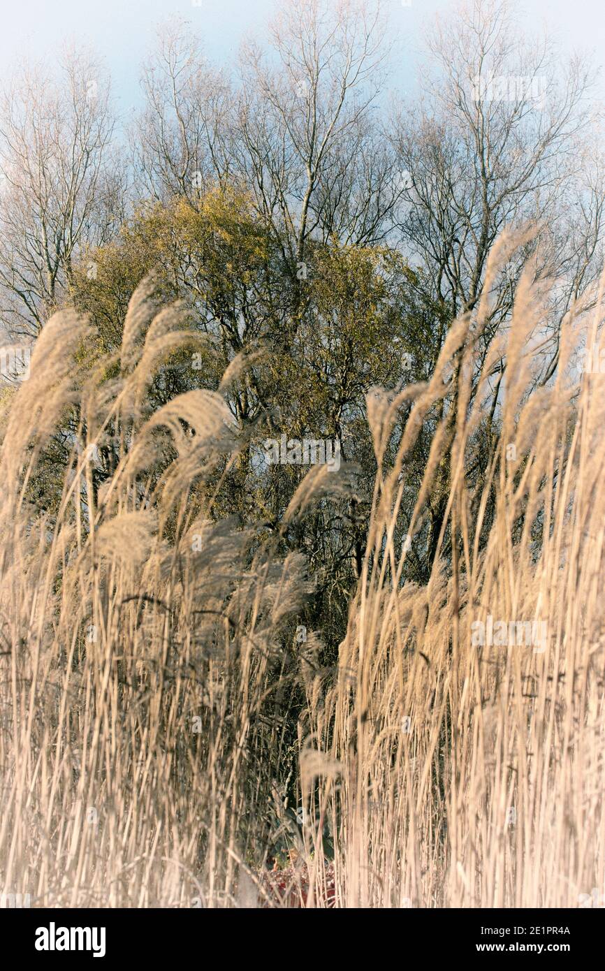 Cortaderia Selloana (Pampasgras) Stockfoto