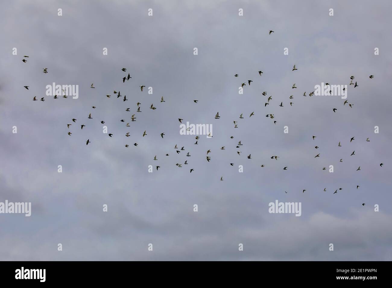 Schar von Tauben fliegen hoch in den Himmel. Stockbild. Stockfoto