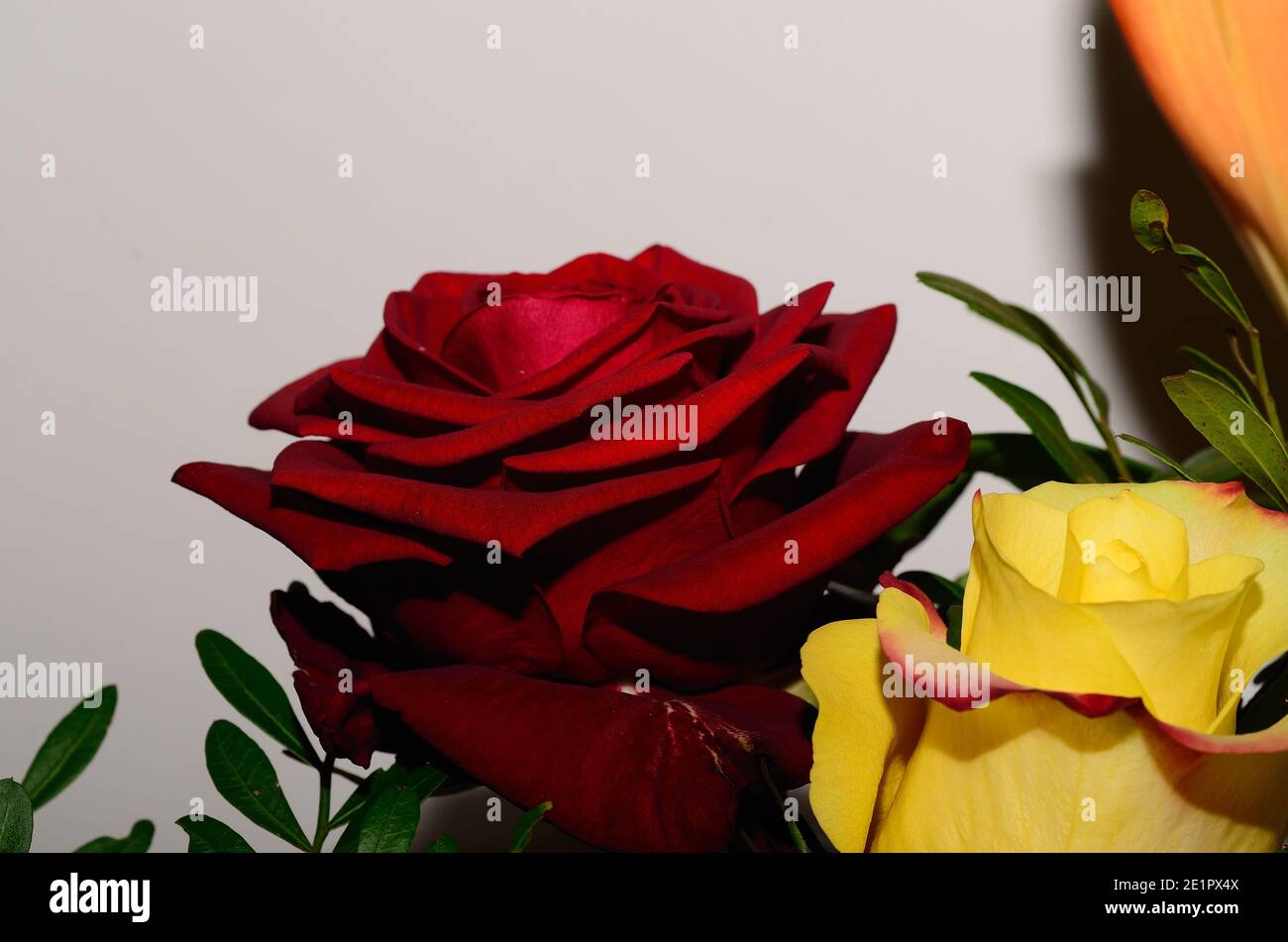 Frische duftende Rosen Detail Ansicht Stockfoto