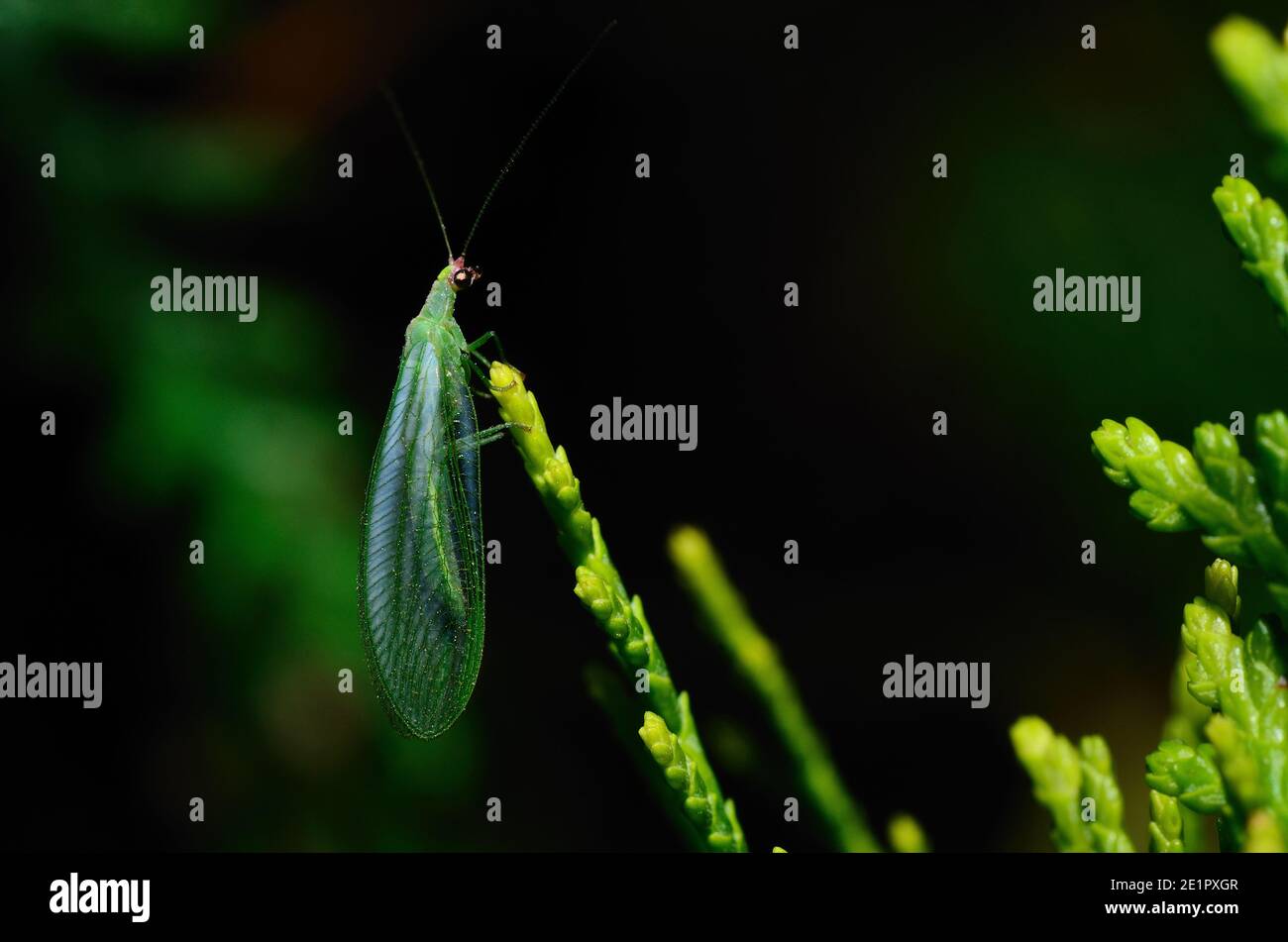 Kleines grünes Insekt mit Flügeln im Frühjahr Stockfoto