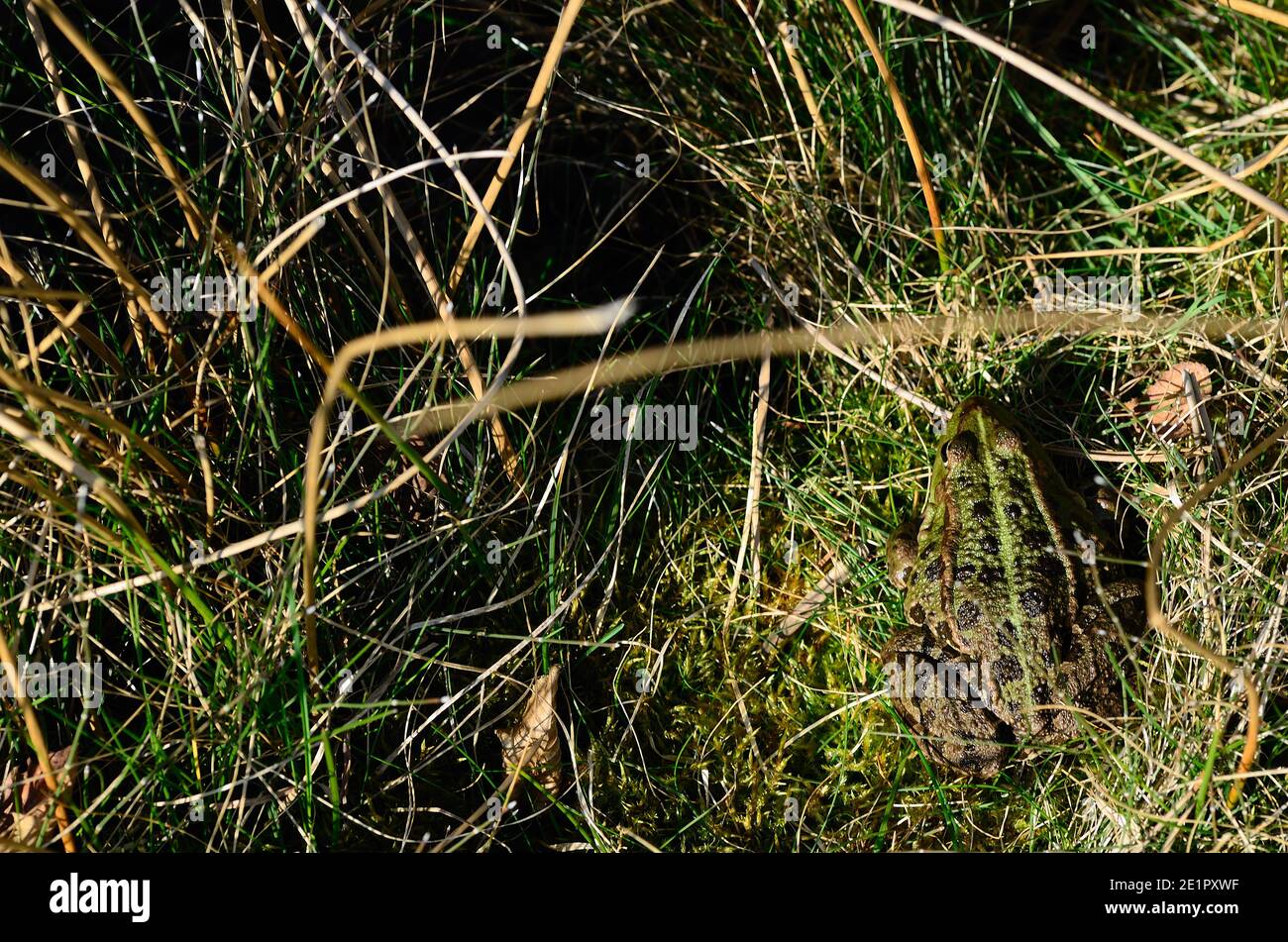 Grüner Frosch mit guter Tarnung im Gras Stockfoto