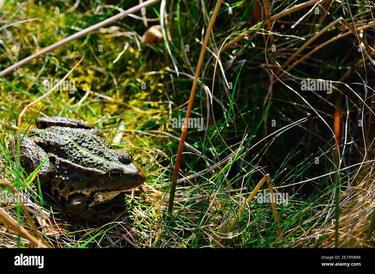 Essbarer frosch, der im wasser sitzt Fotos und Bildmaterial in hoher