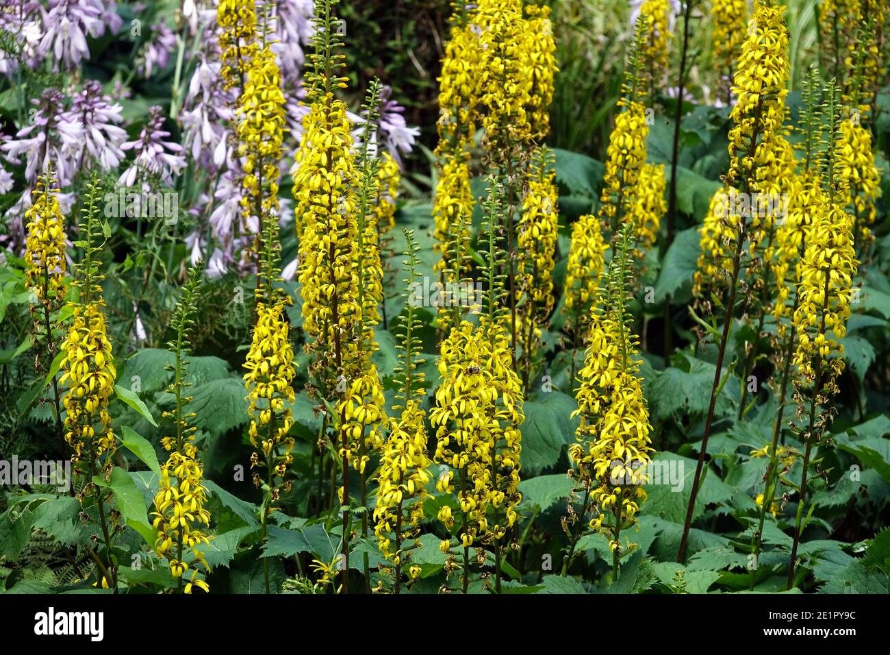 Ligularia Leopard Pflanze im Schatten Garten Blumen krautigen Pflanzen Stockfoto