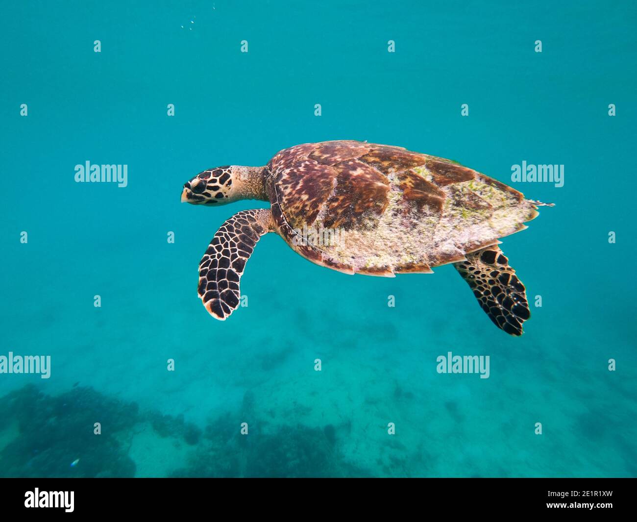 Echte Karettschildkröte (Eretmochelys imbricata) in das klare blaue Wasser, Seychellen Stockfoto