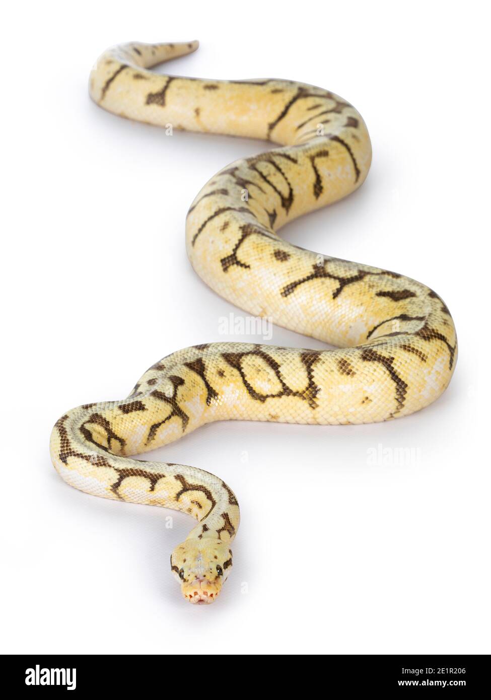 Draufsicht auf Killerbee Ballpython aka Python Regius. Isoliert auf weißem Hintergrund. Stockfoto