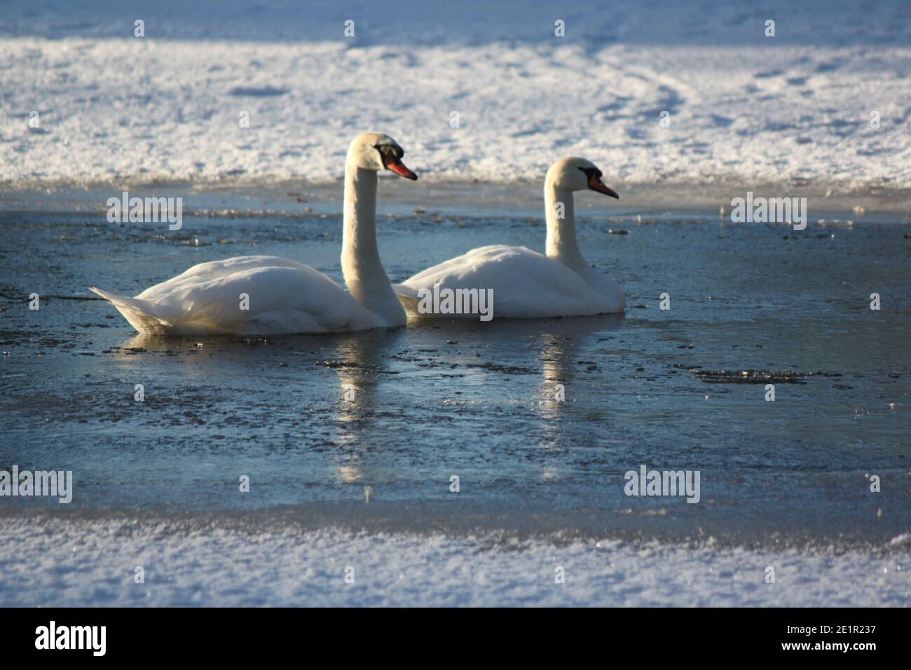 Schottische Tierwelt im Winter. Zwei weiße stumme Schwäne schwimmen im Winter. Schwäne und Winterlandschaft. Großbritannien im Winter. Stockfoto