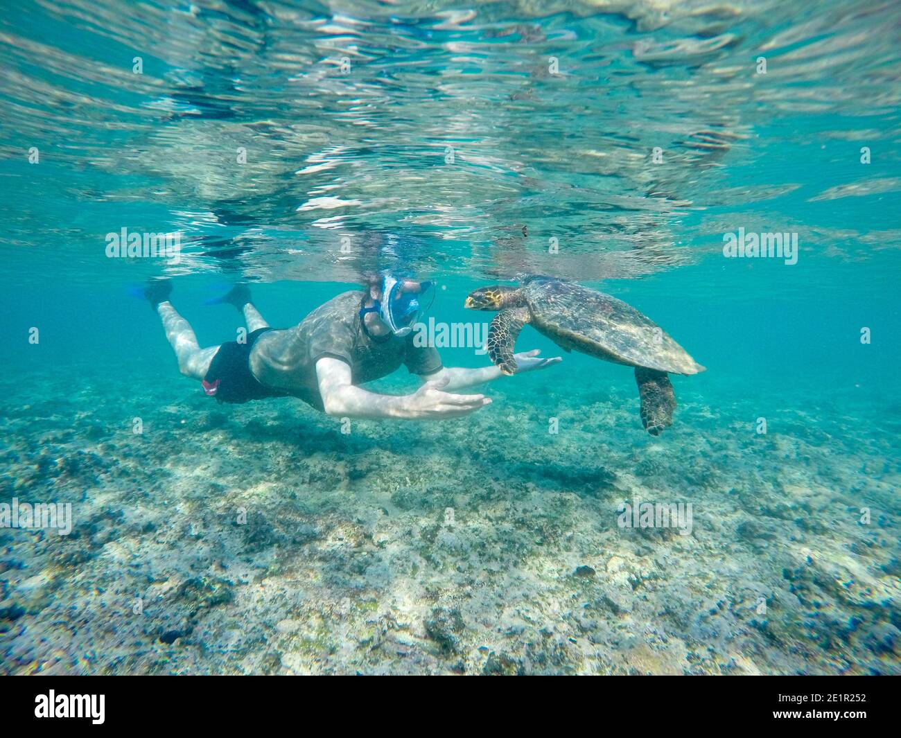 Echte Karettschildkröte (Eretmochelys imbricata) in das klare blaue Wasser, Seychellen Stockfoto