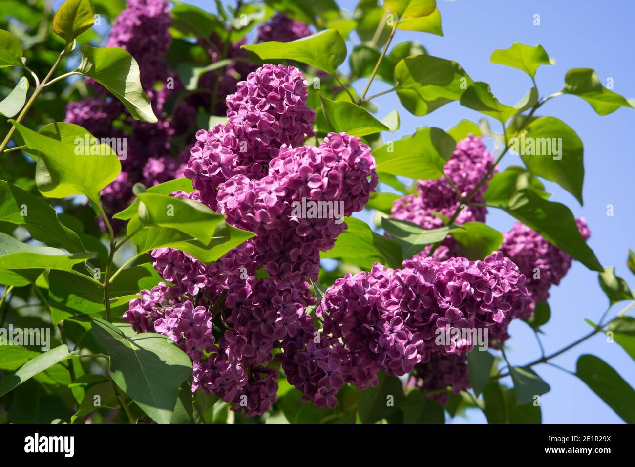 Flieder in Blüte Nahaufnahme Stockfoto