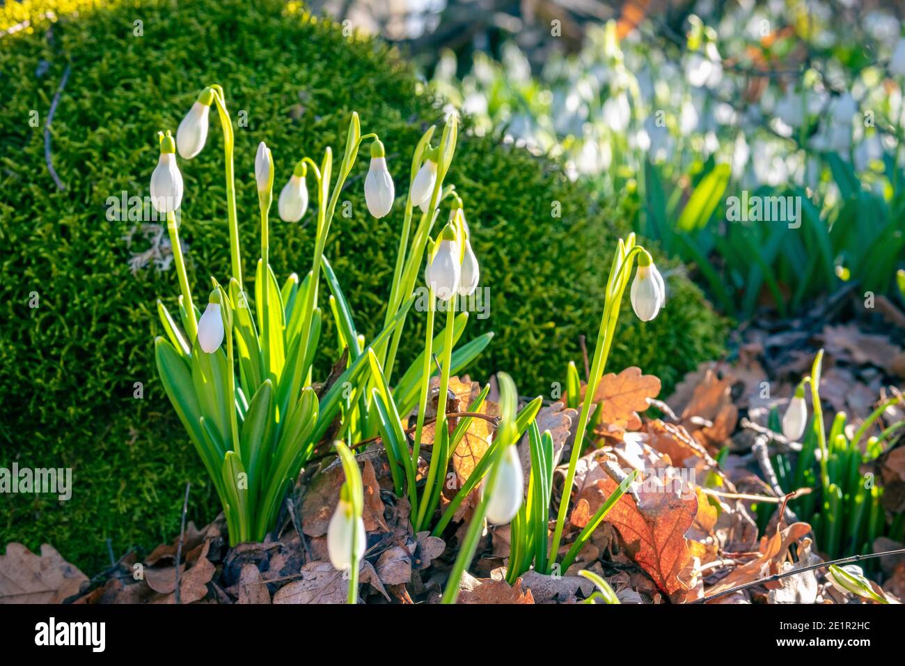 Die ersten Frühlingsblumen von Schneeglöckchen im Wald in der Nähe Ein Stein mit Moos überwuchert Stockfoto