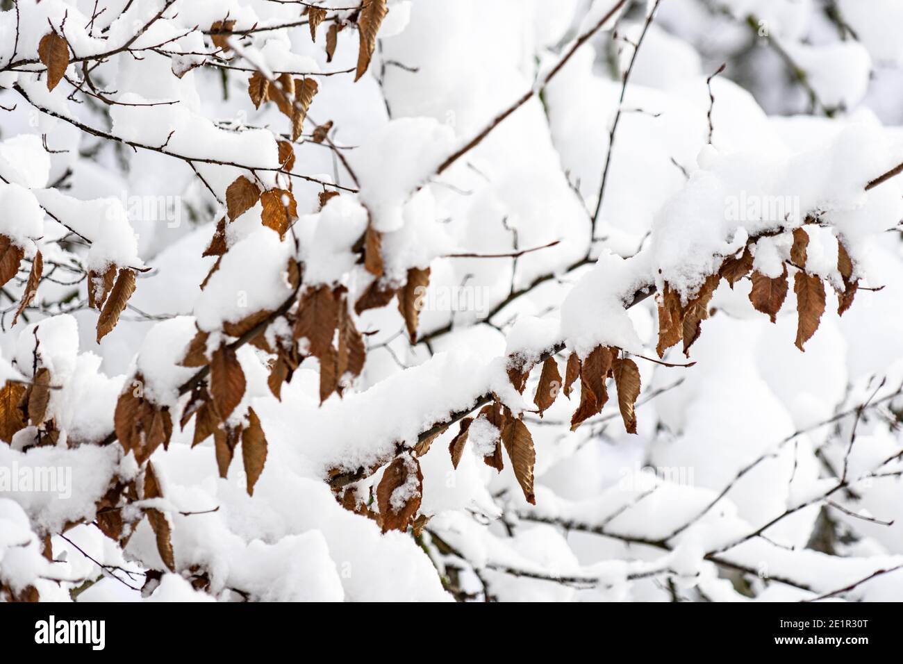 Dicker Schnee auf Ästen mit noch anhängenden Herbstblättern Stockfoto