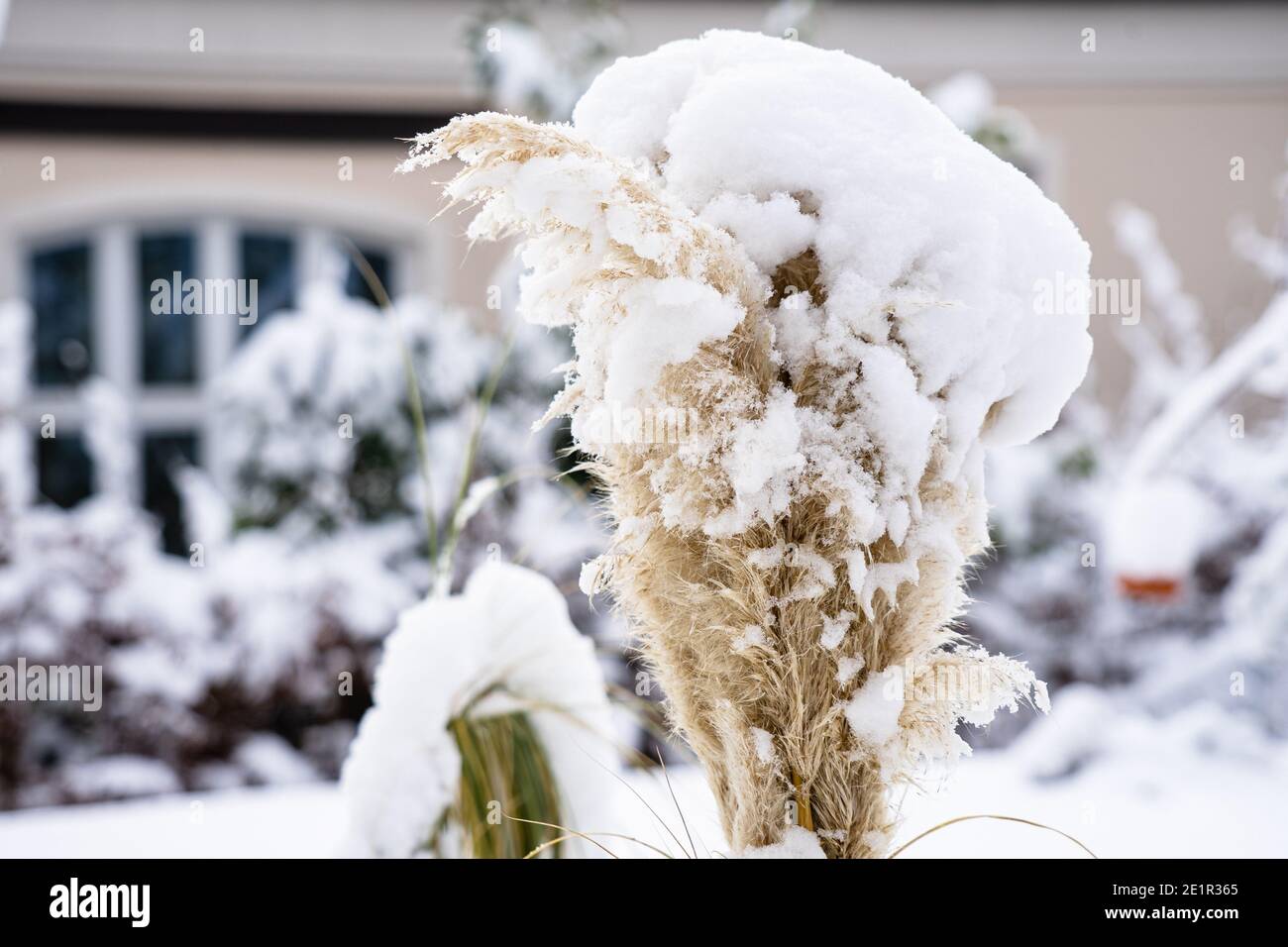 Pampas Graswedel mit einer dicken Schneekappe Stockfoto