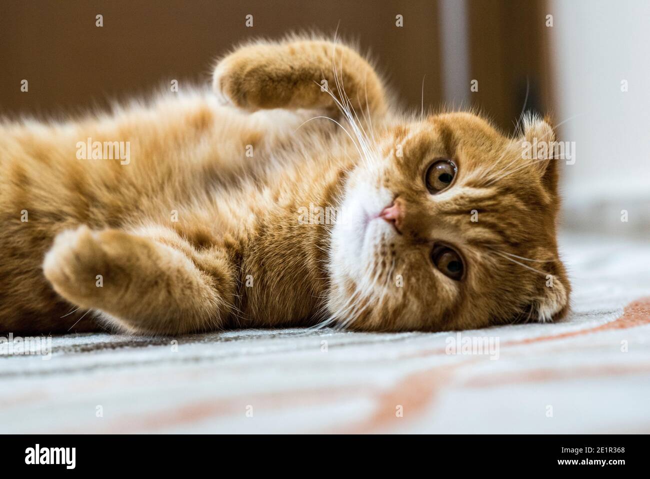 Hauskatze Scottish Fold Stockfoto