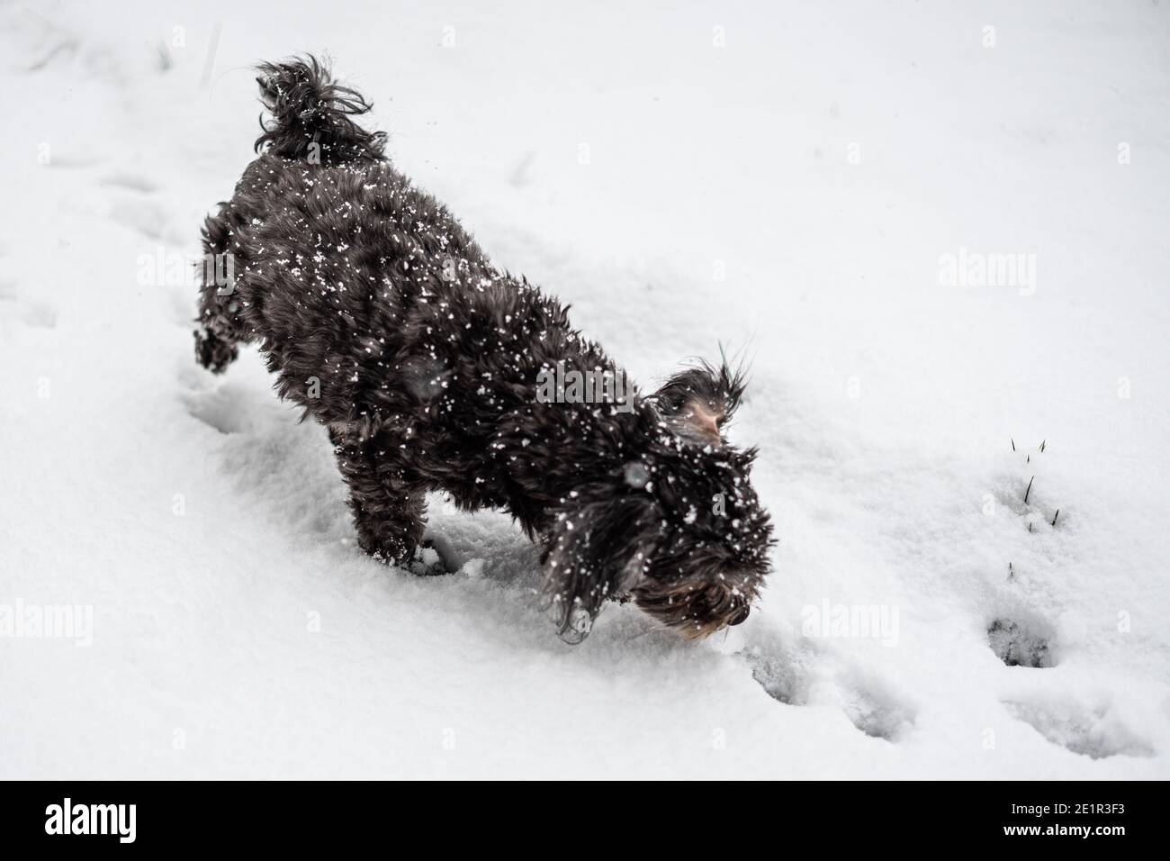 Kleiner schwarzer Hund (Bolona zvetna), der durch den Schnee streift Stockfoto