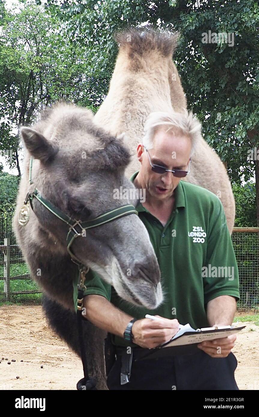 Mit mehr als 19000 Tieren in ihrer Obhut verbringen die Tierpfleger des ZSL London Zoo das ganze Jahr über Stunden damit, die Höhen und Gewichte aller Tiere zu erfassen - Informationen, die ihnen helfen, ihre Gesundheit und ihr Wohlbefinden zu überwachen. Das jährliche Wiegen - in ist eine Gelegenheit für die Tierpfleger am ZSL London Zoo, um sicherzustellen, dass die Informationen, die sie halten, ist auf dem neuesten Stand und genau , wie jede Messung wird dann in das Zoologische Information Management System ( ZIMS ) hinzugefügt Eine Datenbank mit allen Zoos geteilt, um wichtige Informationen über Tausende von gefährdeten Arten zu vergleichen. Stockfoto