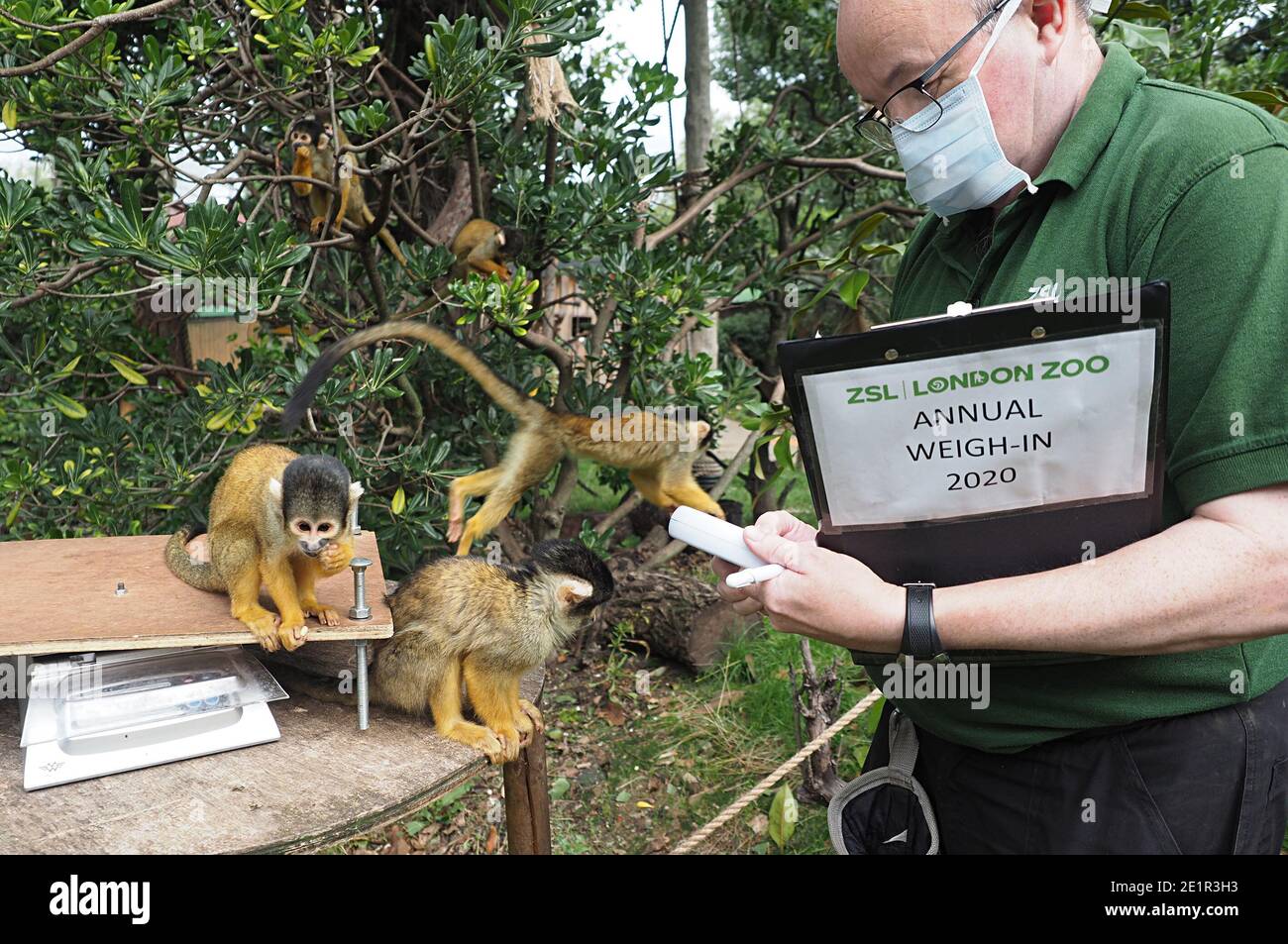 Mit mehr als 19000 Tieren in ihrer Obhut verbringen die Tierpfleger des ZSL London Zoo das ganze Jahr über Stunden damit, die Höhen und Gewichte aller Tiere zu erfassen - Informationen, die ihnen helfen, ihre Gesundheit und ihr Wohlbefinden zu überwachen. Das jährliche Wiegen - in ist eine Gelegenheit für die Tierpfleger am ZSL London Zoo, um sicherzustellen, dass die Informationen, die sie halten, ist auf dem neuesten Stand und genau , wie jede Messung wird dann in das Zoologische Information Management System ( ZIMS ) hinzugefügt Eine Datenbank mit allen Zoos geteilt, um wichtige Informationen über Tausende von gefährdeten Arten zu vergleichen. Stockfoto