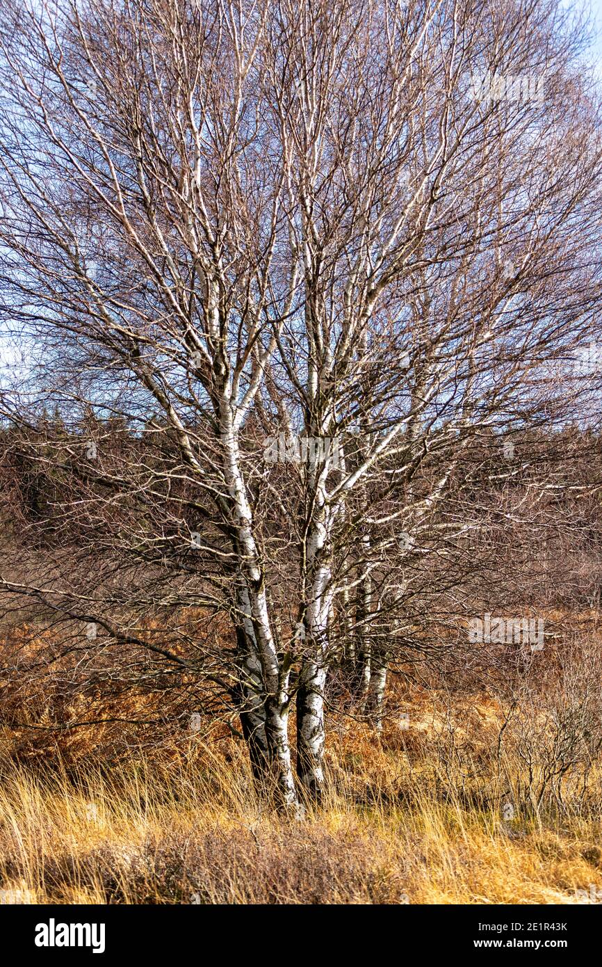 Bunte Landschaft mit großen Birken im Hohen Venn in Belgien in autunm Stockfoto