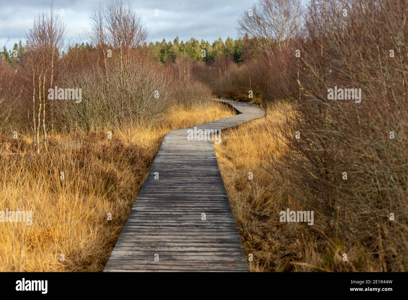 Boardwalk dachte die Moorlandschaft der hohen Mooren in Belgien Im Herbst Stockfoto