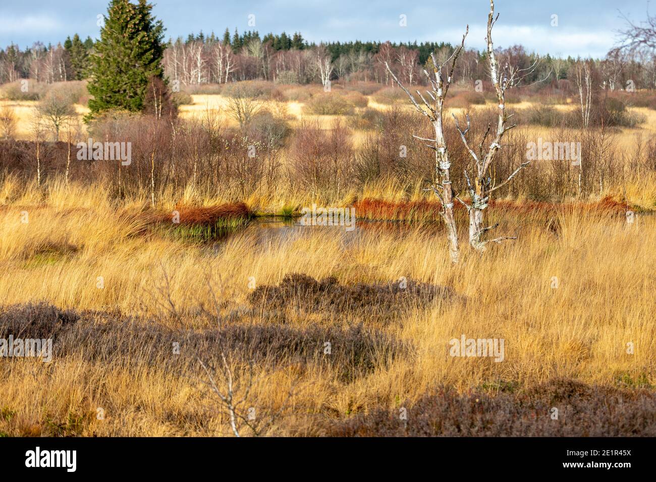 Sumpflandschaft in den Hohen Venen im Herbst Stockfoto