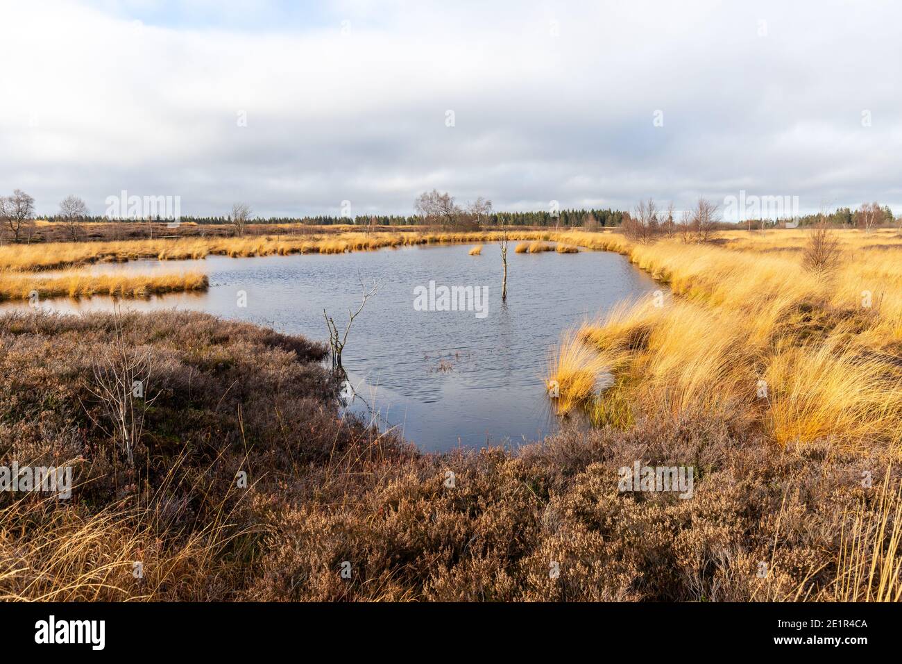 Sumpflandschaft in den Hohen Venen im Herbst Stockfoto