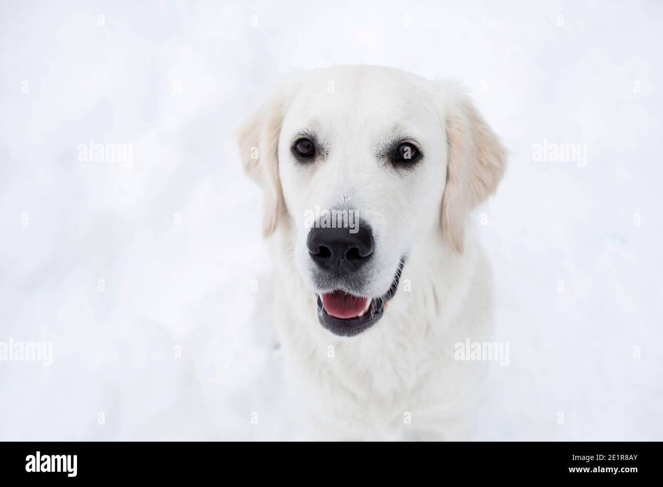 Golder Retriever im Schnee Stockfoto