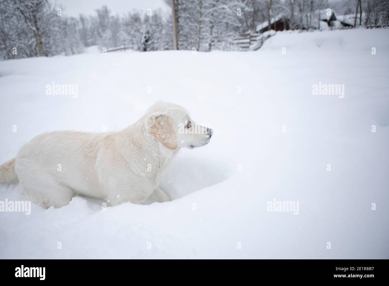 Golder Retriever spielt im Schnee, Hund im Schnee Stockfoto