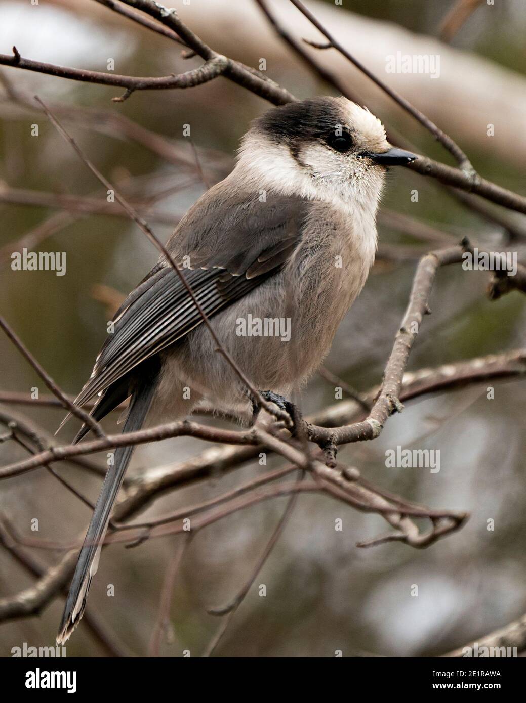Grey Jay Nahaufnahme Profil Ansicht auf Baum Zweig mit einem unscharfen Hintergrund in seiner Umgebung mit grauen Feder gefiederte Flügel und Vogelschwanz thront. Stockfoto