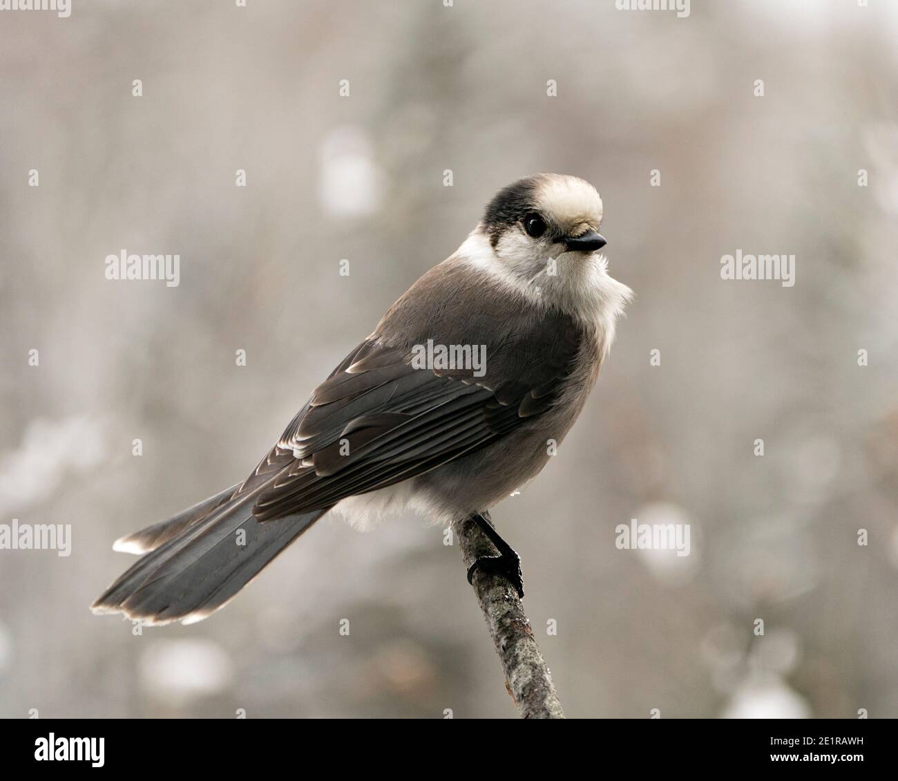 Gray Jay Nahaufnahme Profil-Ansicht auf Zweig mit verwacklungsunschärfen Hintergrund in seiner Umgebung und Lebensraum thront. Bild. Bild. Hochformat. Stockfoto
