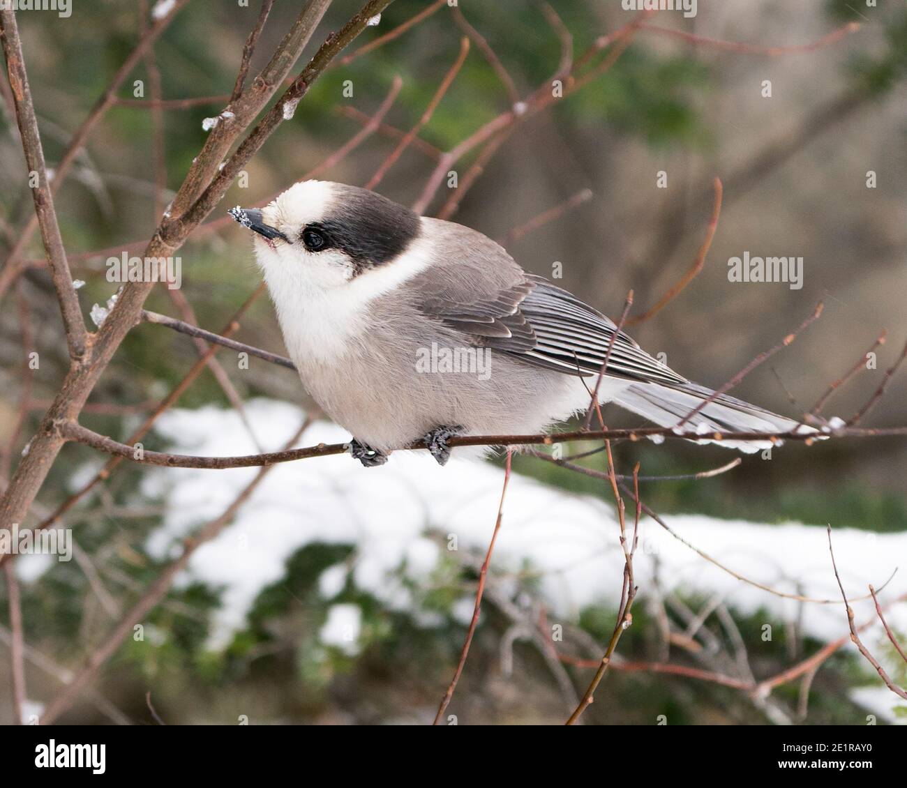 Grey Jay auf Zweig mit verwacklungsunschärfen Hintergrund in seiner Umgebung und Lebensraum thront. Bild. Bild. Hochformat. Stockfoto