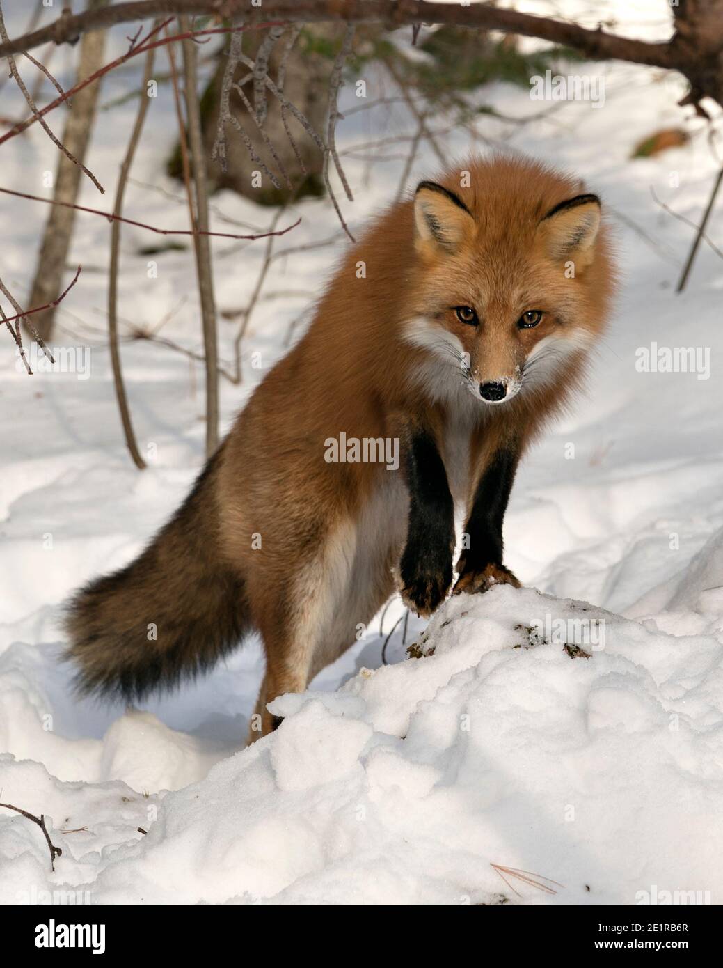 Rotfuchs Blick auf Kamera in der Wintersaison in seiner Umgebung mit Schnee und Ästen Hintergrund zeigt buschigen Fuchsschwanz, Fell. Fox-Bild. Bild Stockfoto