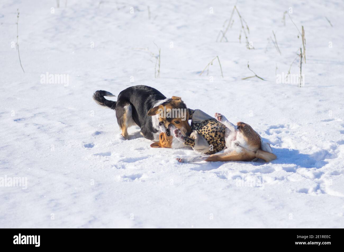 Basenji Hund trägt Wintermantel Kampf mit größeren gemischten Rasse Schwarze Hündin auf Neuschnee in der Wintersaison Stockfoto