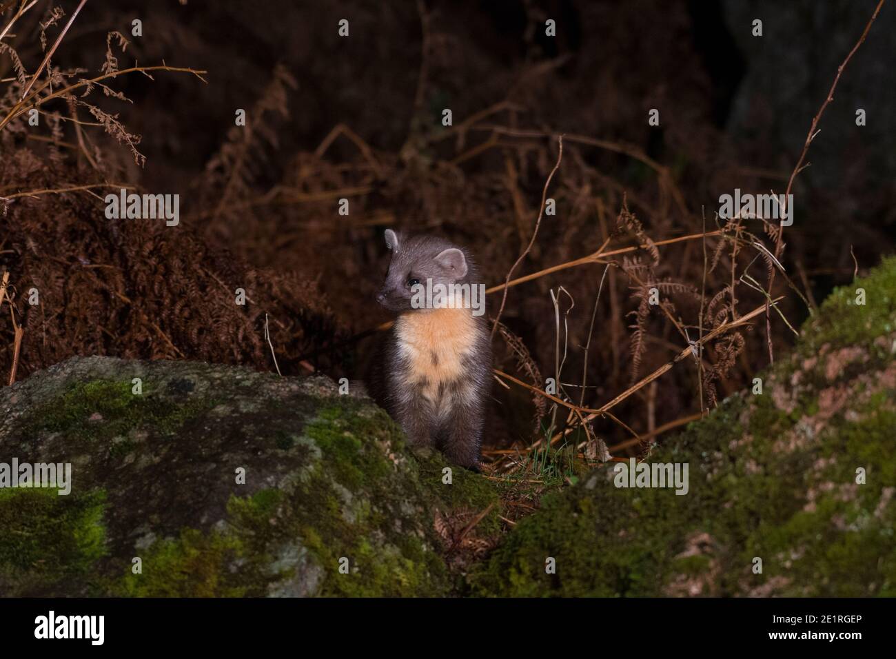 Europäische Pine Marten Martes Martes Stockfoto
