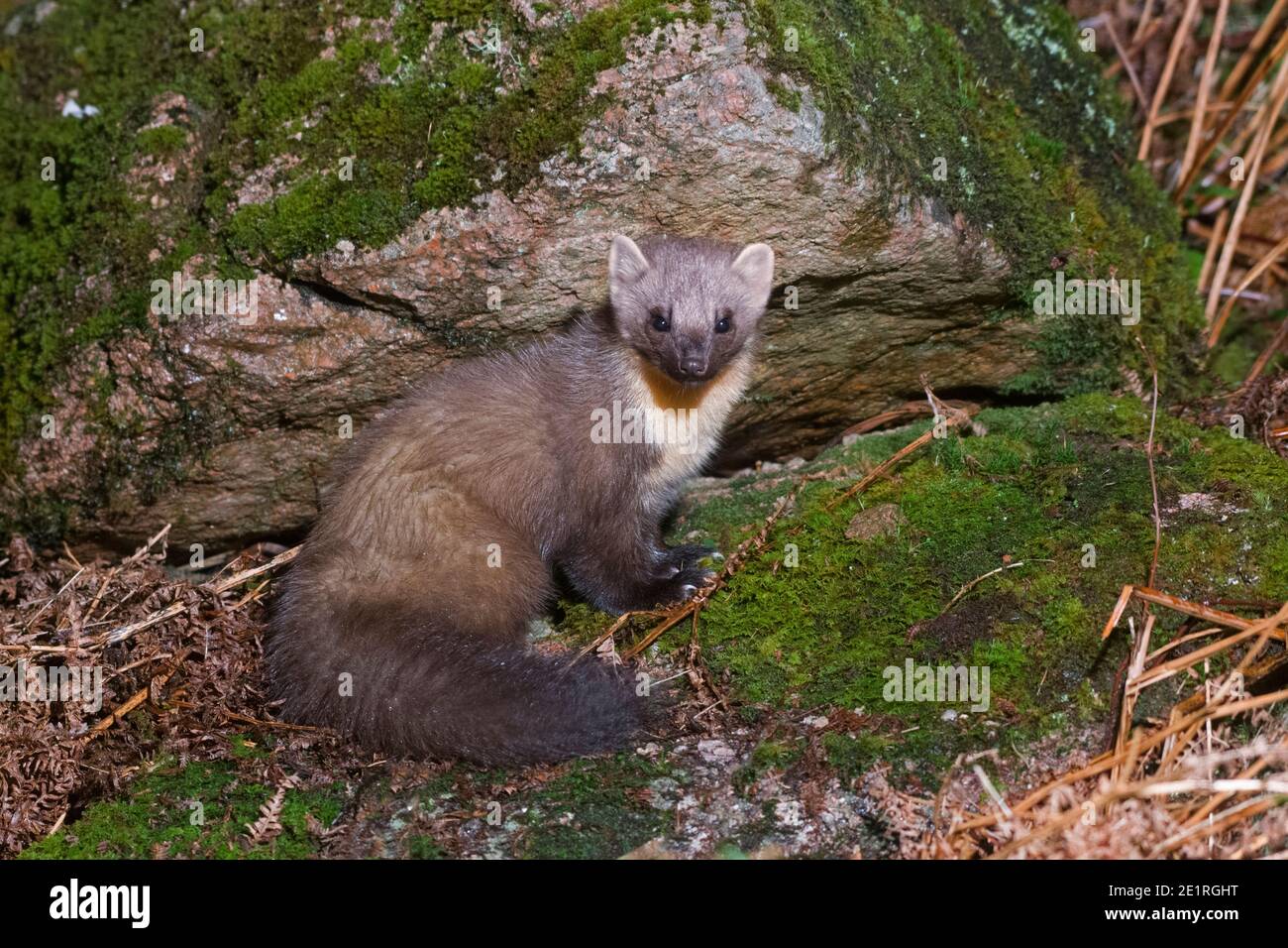 Europäische Pine Marten Martes Martes Stockfoto