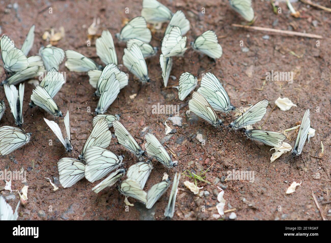 Viele schöne weiße Schmetterlinge am Flussufer - Aporia Crataegi Stockfoto